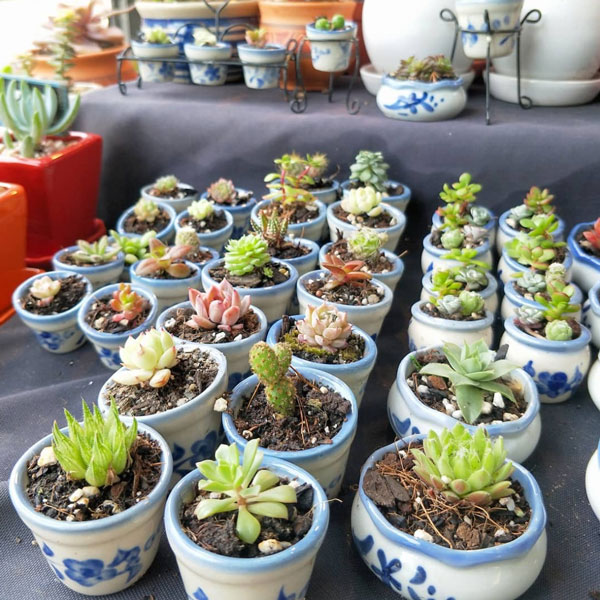 multiple succulent plants in a row